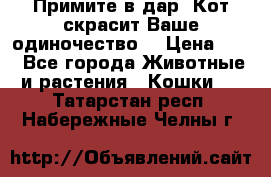 Примите в дар. Кот скрасит Ваше одиночество. › Цена ­ 0 - Все города Животные и растения » Кошки   . Татарстан респ.,Набережные Челны г.